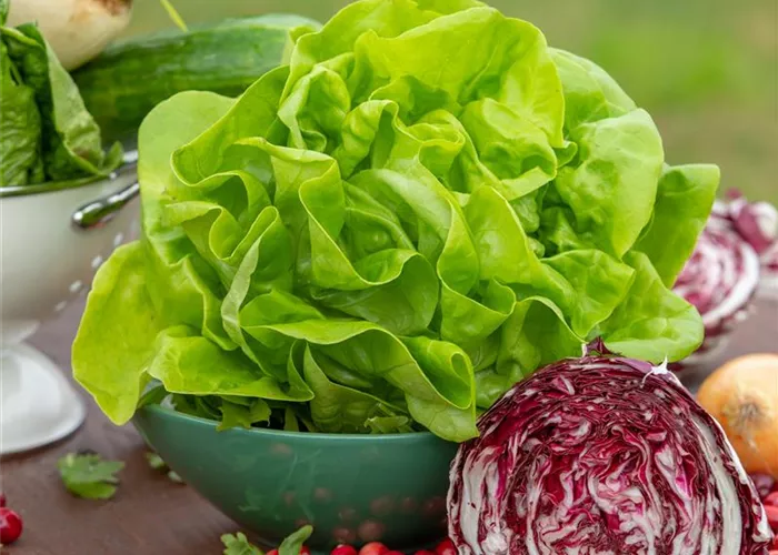 Salat- & Gemüsepflanzen